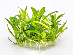 Schmalblättrige Schwertpflanze - Helanthium bolivianum Quadricostatus in vitro